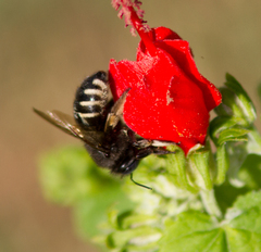 Xylocopa tabaniformis parkinsoniae