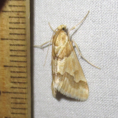 Pseudoschinia elautalis