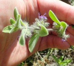 Trichostema oblongum