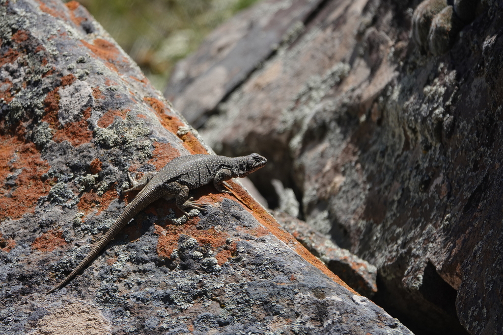 White-Spotted Chuckwalla