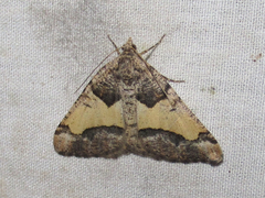 Frederickia hypaethrata