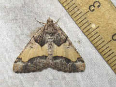 Frederickia hypaethrata