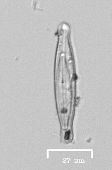 Naviculales