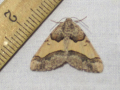 Frederickia hypaethrata