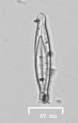Naviculales