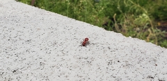 Pseudomethoca sanbornii