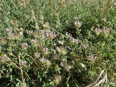 Trifolium obtusiflorum
