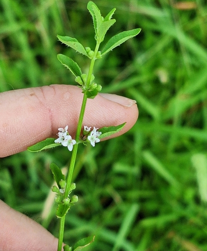 Image of Mentha satureioides by (c) Greg Tasney, some rights reserved (CC BY-SA)