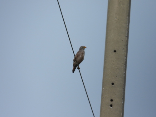 Rufous-winged Buzzard (Butastur liventer), photo 9
