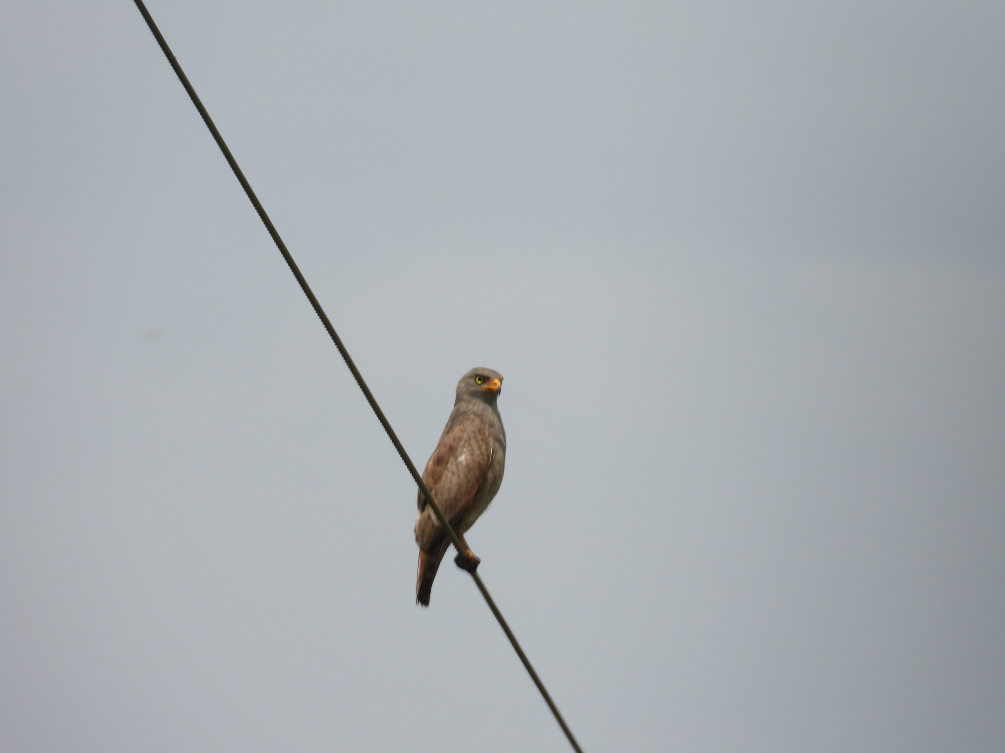 Rufous-winged Buzzard