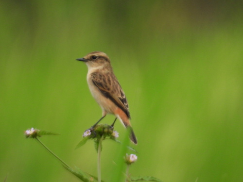 Amur Stonechat