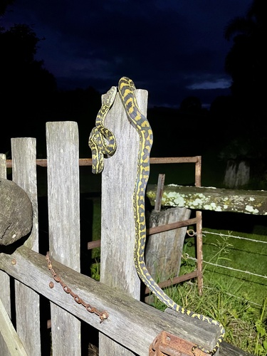 Coastal Carpet Python sighting