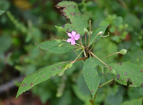 Impatiens dasysperma (Impatiens dasysperma)