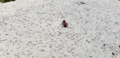 Pseudomethoca sanbornii