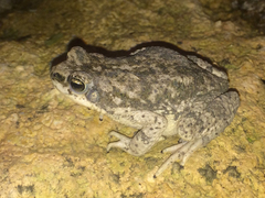 Duttaphrynus dhufarensis