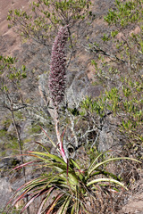 Puya longistyla