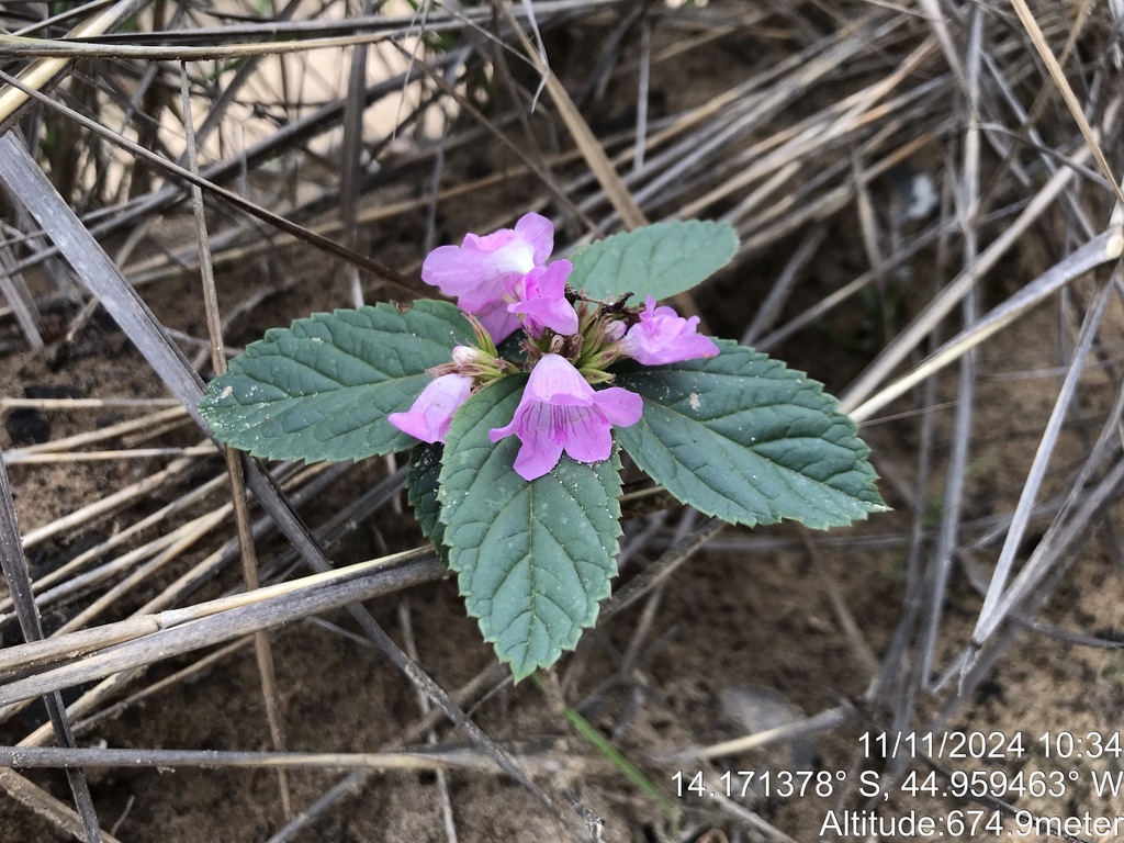 Casselia confertiflora