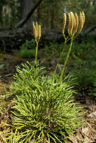 Diphasiastrum X zeilleri