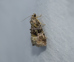 Protodeltote muscosula