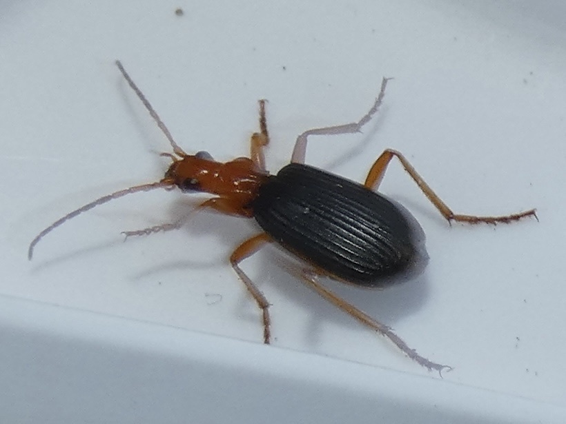 Brachinus longulus