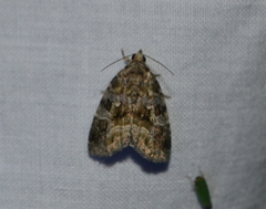 Protodeltote muscosula