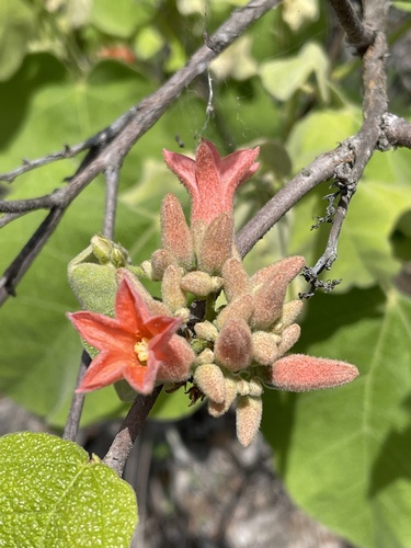 Brachychiton vitifolius (F.M.Bailey) Guymer