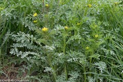 Descurainia sophioides