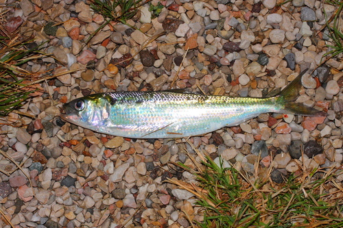 Agone (Alosa agone) — Clupeidae — 3