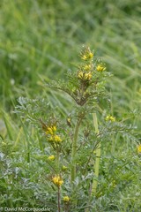 Descurainia sophioides