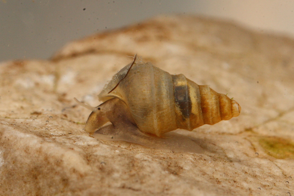 Pyrgula annulata