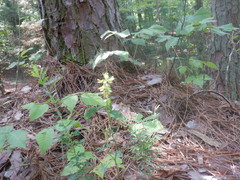 Platanthera clavellata