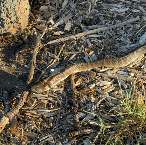 Tiger Snake sighting