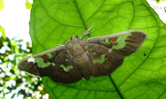 Siga pyronia
