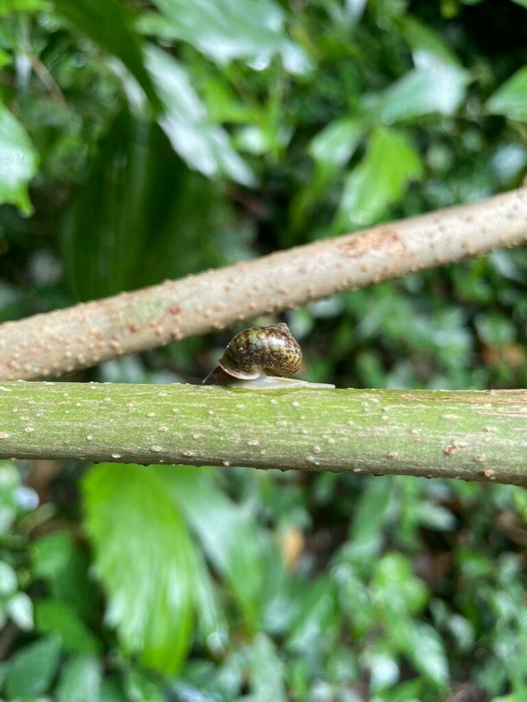 Leptopoma roepstorffianum