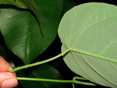 Passiflora eueidipabulum