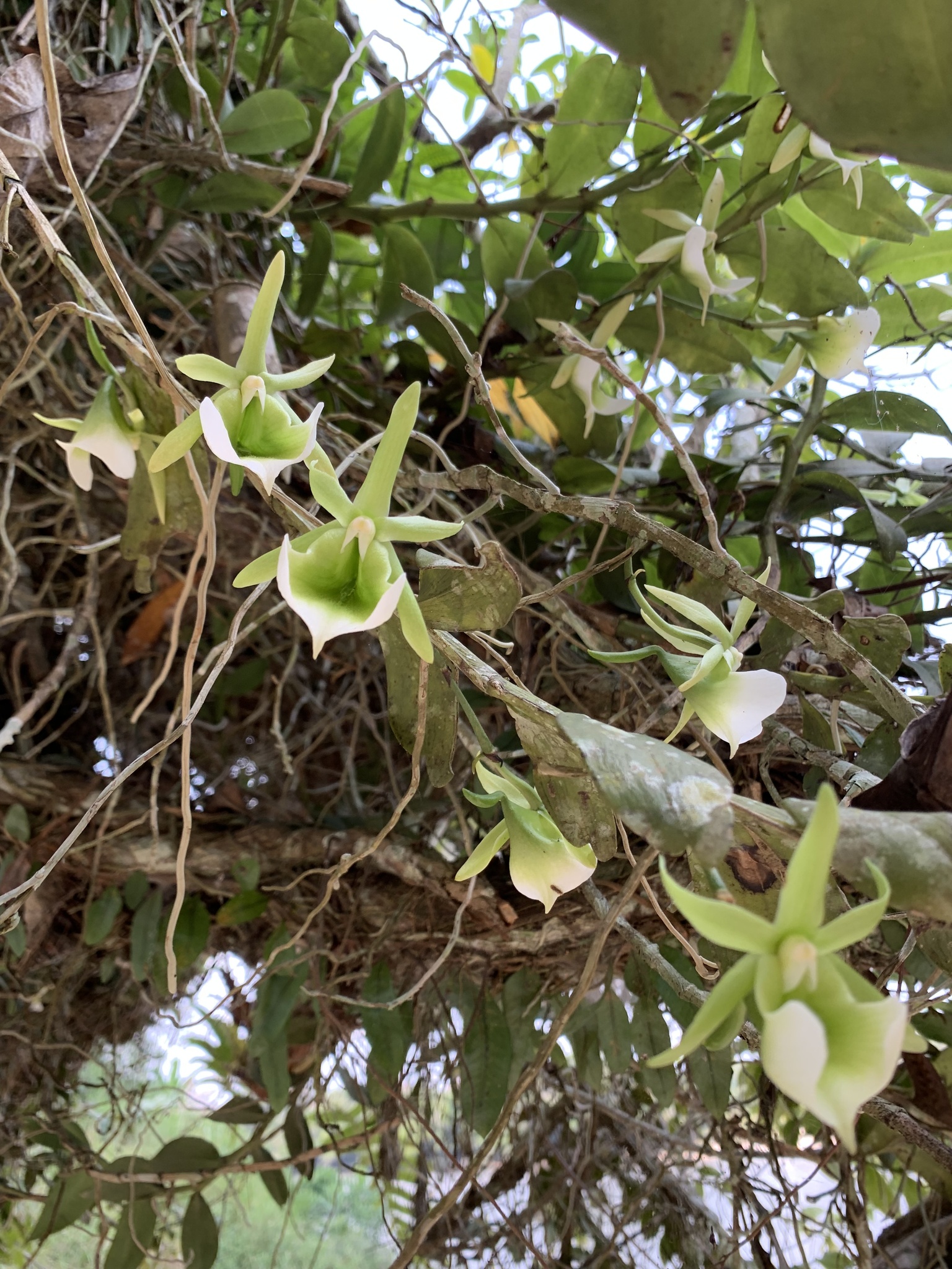 Angraecum eichlerianum Kraenzl.