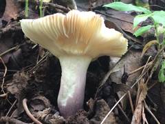 Russula amoenicolor