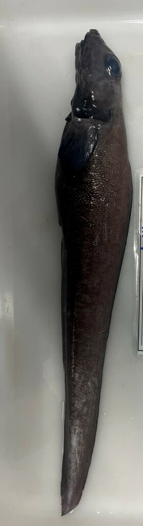 Newfoundland eelpout (Lycodes terraenovae) — Zoarcidae