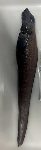 Newfoundland eelpout (Lycodes terraenovae) — Zoarcidae