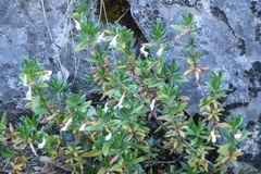 Diplacus grandiflorus