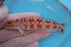 Harlequin Sandperch photo 3