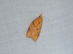 Cenopis reticulatana