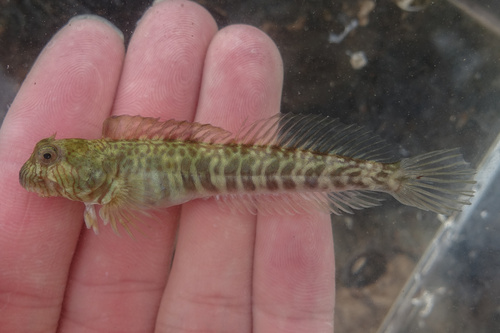 Oort's rockskipper (Praealticus oortii) — Blenniidae — 3