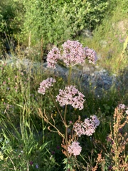 Valeriana officinalis sambucifolia