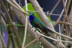 Chrysuronia coeruleogularis