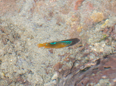 Chrysiptera unimaculata