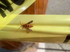 Paranthrene robiniae