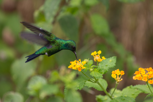 Garden Emerald (Chlorostilbon assimilis), photo 8