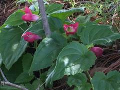 Lophospermum erubescens