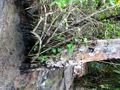 Pelliciera rhizophorae